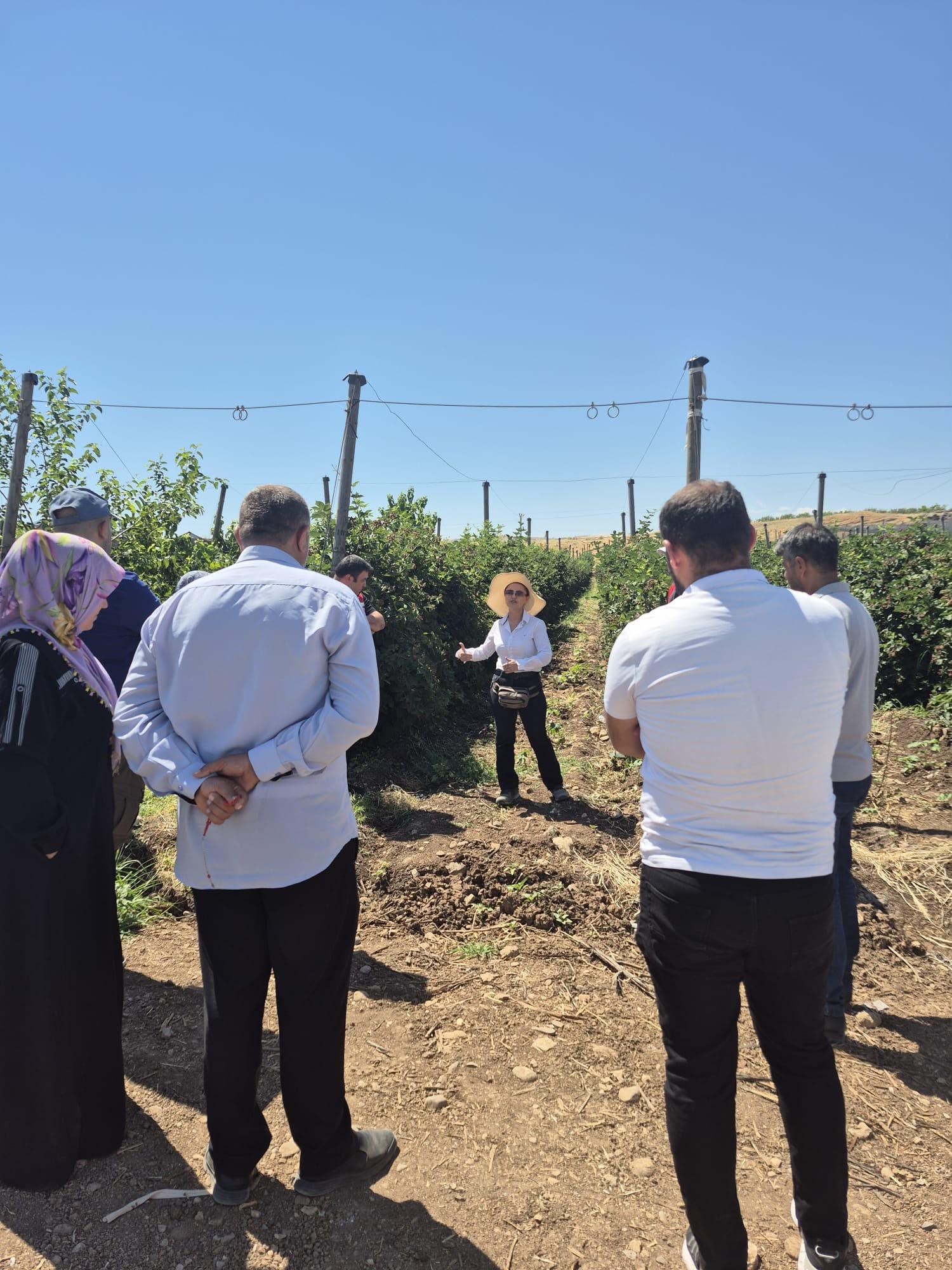 Üreticilere böğürtlen yetiştiriciliği hakkında egitim verildi.
