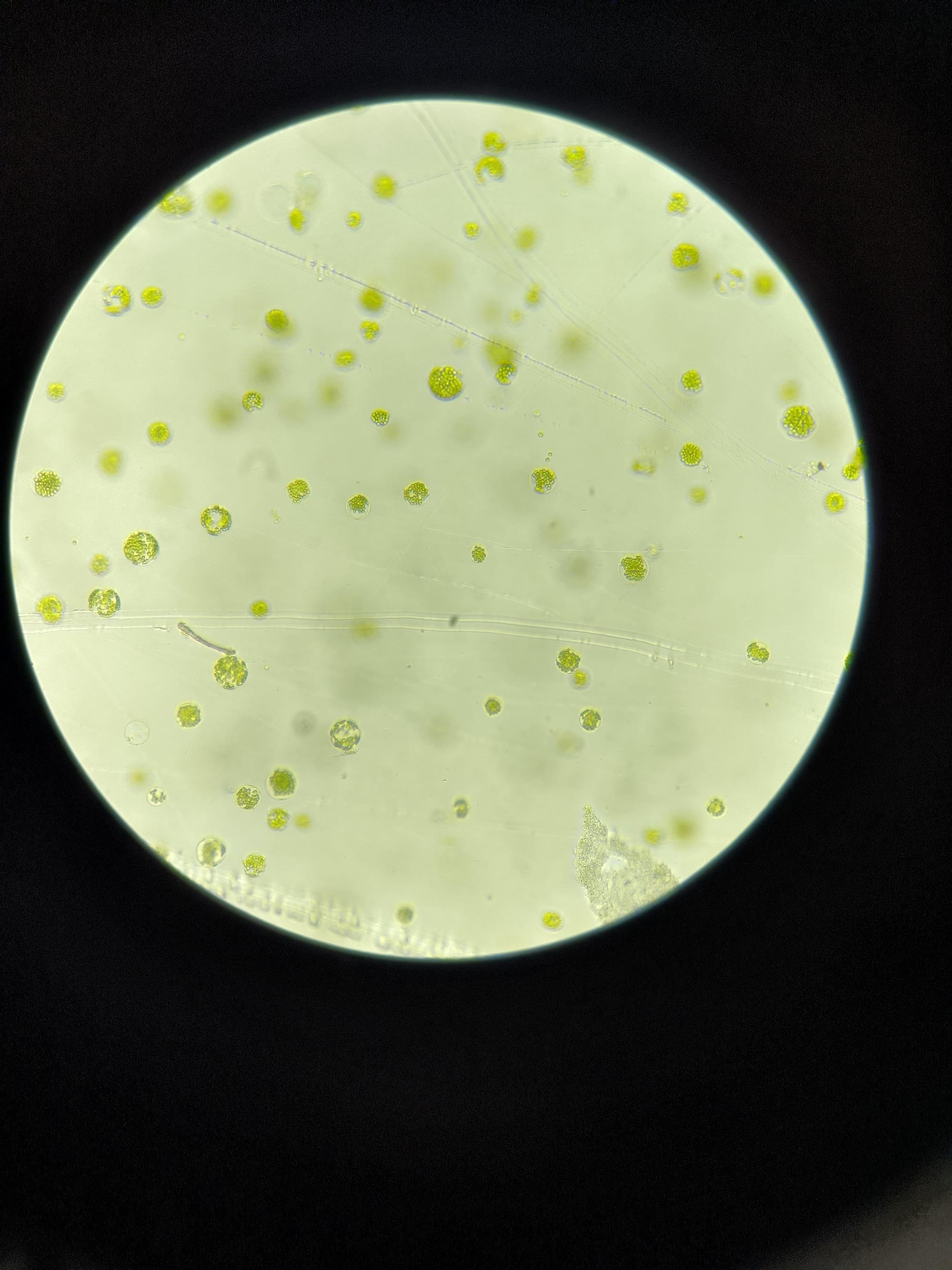 Uygulamalı Doku Kültürü Eğitimi